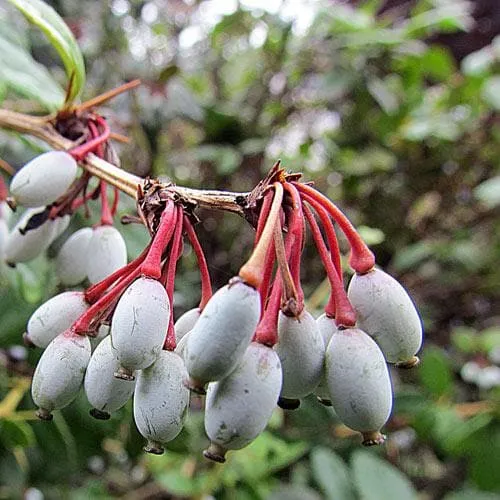 Berberis julianae