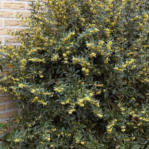 Berberis julianae