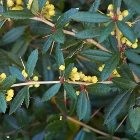 Berberis julianae