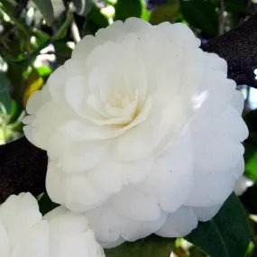 Camellia japonica Alba Plena