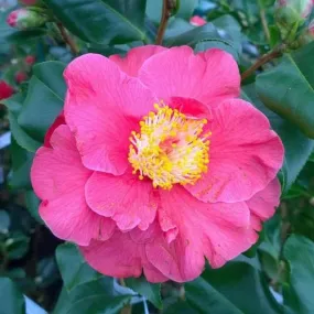 Camellia japonica Dr King