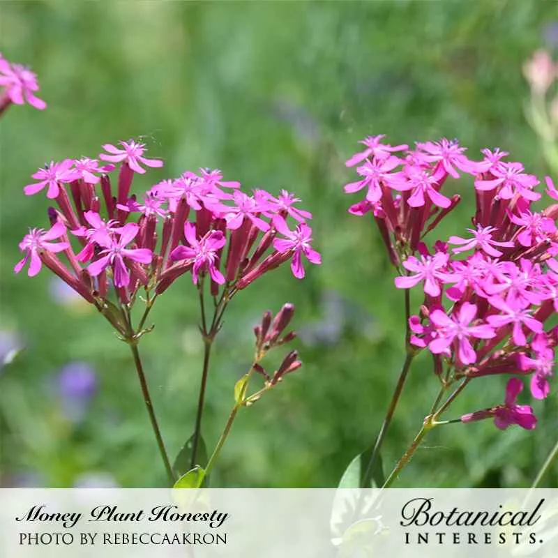 Honesty Money Plant Seeds