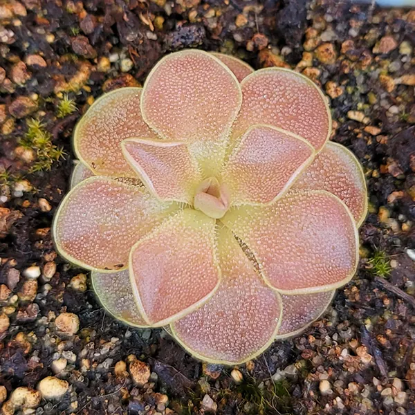 Sethos Butterwort