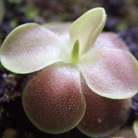 Sethos Butterwort